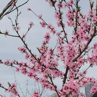 海棠花（季羡林）