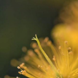 丁立梅：花都开好了