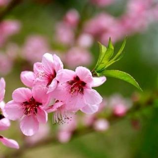 汤慧芬《七言古风 清明（仔三首）》诵吉祥如意