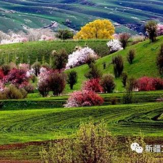 恒巴特.对山《苍狼的故乡》诵读：笑颜