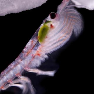 南极磷虾的“底层打工人逆袭之路”