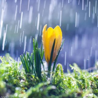 《雨说》文 郑愁予/诵 香妞