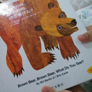 棕色的熊棕色的熊你在看什么