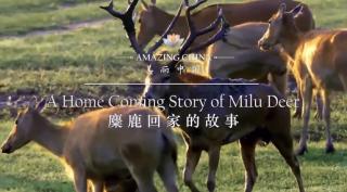 Apr.6 Hazel 4｜A coming home story of milu deer