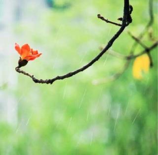 清明雨，清醒了你我