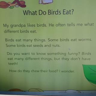 What do birds eat