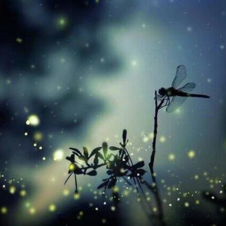 项丽敏：蜻蜒飞过晚风