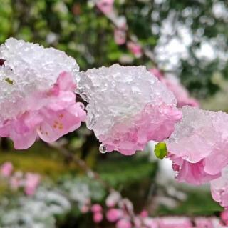 薄荷淡香《桃花雪》