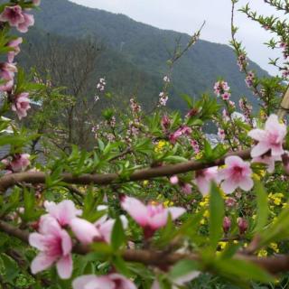 《林芝的桃花》作者  碑林路人   朗读  茉莉