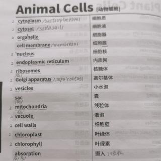 Animal Cells动物细胞