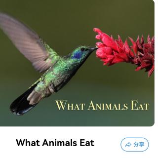 What Animals Eat