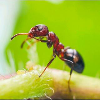 小蚂蚁有大力量