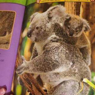 koalas