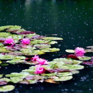 《等你，在雨中》余光中