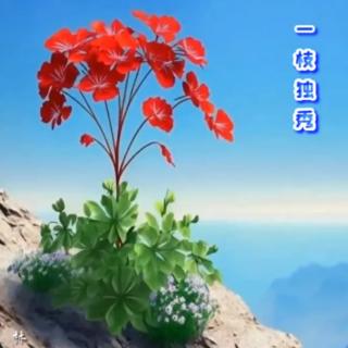 欣赏美丽    作者/高原白马    诵读/海灵