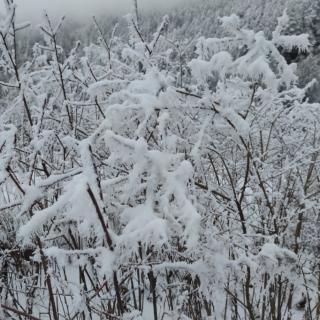 《飘雪的季节去看你》作者 王秀敏 诵读 海畔。