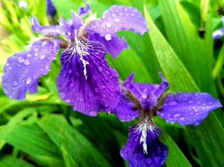 《紫色的鸢尾花》作者：腊梅