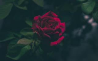 Vol.37 时间的玫瑰｜北岛