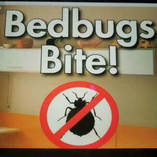 Bedbugs Bite !