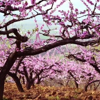 《一首桃花初》