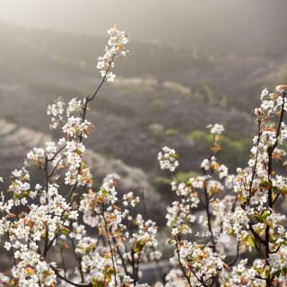 花落的声音  诵读山无陵