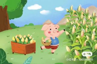 《小猪种玉米》