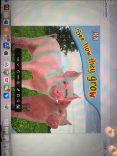 See how they grow / pig 绘本朗读