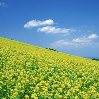 《尖山河的油菜花》