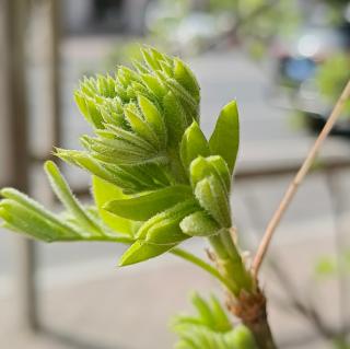 药性歌括四百味1人参～赤芍