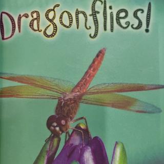 Dragonflies