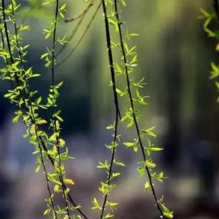 草木也知愁，韶华竟白头