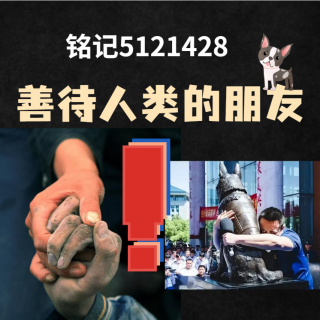 小狗失踪7年回家主人煮饺子庆团圆！不忘5121428！汶川英雄犬全部离世…