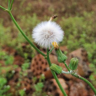 «母亲节，写给妻子»作者:孙国玮