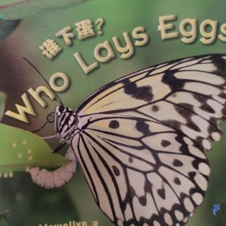 Who Lays Eggs?谁下蛋