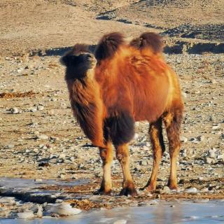 《伊索寓言》——跳舞的骆驼🐫