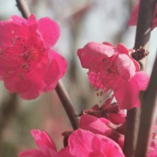 《寻梅两首》其二（宋）饶节＆郝雁妙音