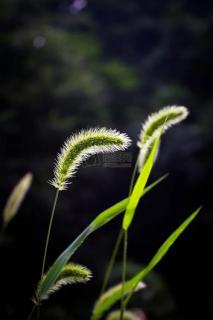 诗魔纤夫 ‖ 我注视一棵小草已久（外一首） ​朗诵: 苡子