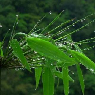 晨曲丨用音乐《晨溪听雨》传递问候，周五早安