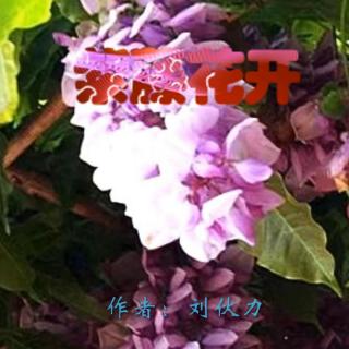 《紫藤花开》作者：刘伙力 诵读：大连伙计