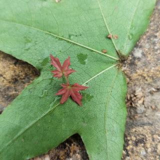 历史地理生物