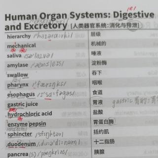 Human Organ Systems:Digestive and Excretory 人类器官系统:消化与排泄