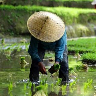 芒种五月节