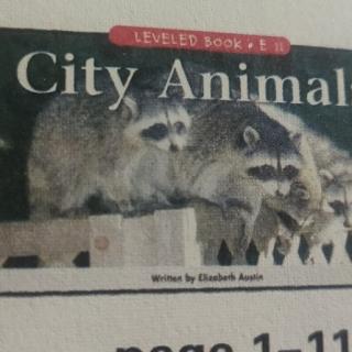 city animals