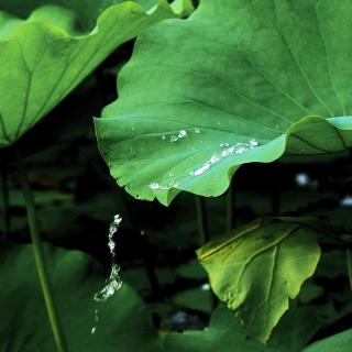 《夏至》碧溪