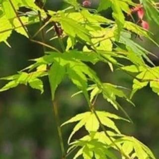 愿这个夏天，清风伴细雨