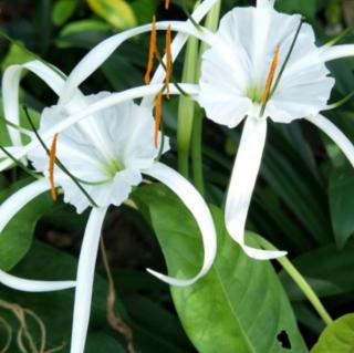 芙蕖《风雨兼程》秋风咏叹调