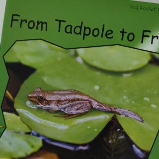 红火箭From Tadpole to Frog