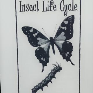 Insect Life Cycle