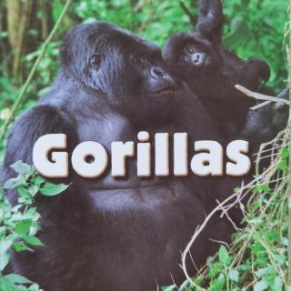 Suri麻麻英文课-Gorillas 1