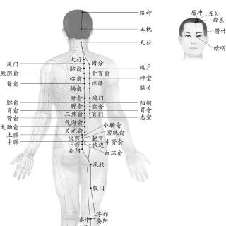 膀胱经穴道走势1.1